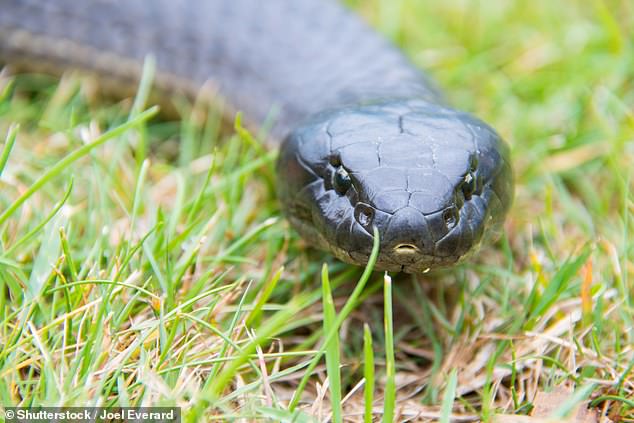 Tiger snakes (pictured) have extremely potent venom that inhibits the central nervous system, but also causes muscle damage and affects blood clotting.