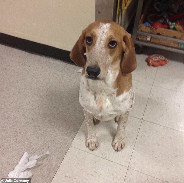 Violet in the basement of the animal testing lab in Washington DC the first day Julie Germany, board member of the WCW Project, met her in spring 2014. Behind her is the trolley of dog toys volunteers could pick from during the daily indoor playtimes Violet was allowed