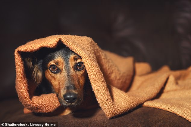 Dogs suffering from anxiety are more likely to get better if they take part in sporting activities, a study has found