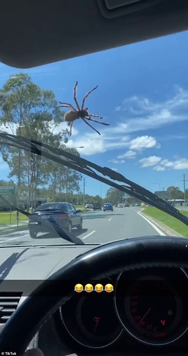 The male driver filmed the moment a huge hunter crawled through his window as he was traveling on a main road in Queensland.