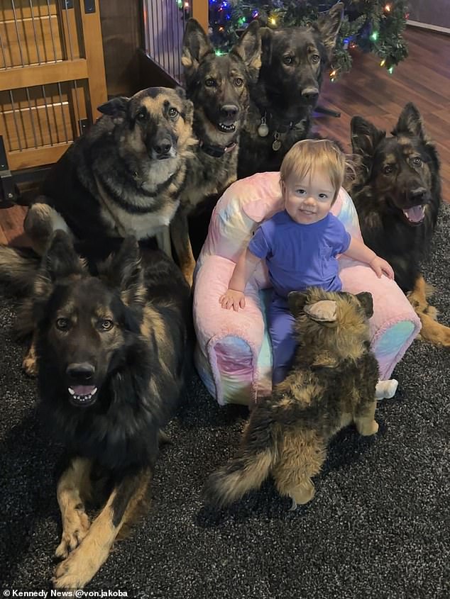 River Shell, a toddler from Tulsa, has been nicknamed 'Mowgli' by her mother, after learning to walk on all fours like a dog.  She is pictured here with five of her mother's dogs.