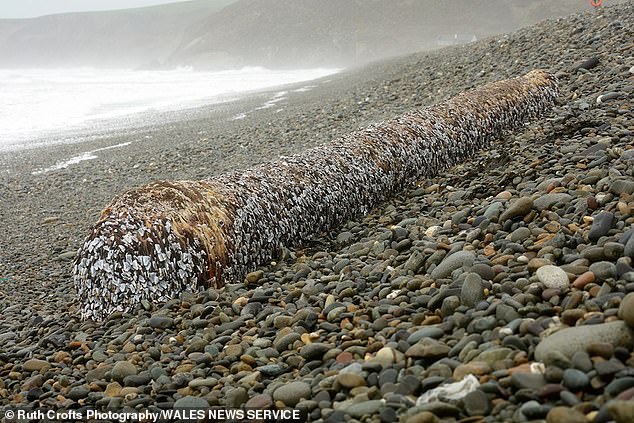 And the tiny sea creatures were found clinging to a tree trunk after it came ashore at Newgale, Pembrokeshire, in recent storms.