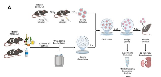 In the mouse model, scientists included a control group that represented males who do not drink, one that represented males who drink habitually at the legal limit, and a group that represented males who drink habitually at one and a half times the legal limit