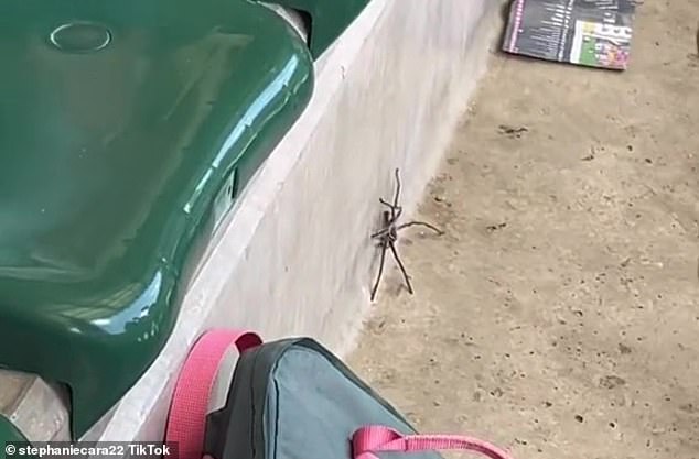 A baby huntsman spider (above) crawled out from under British tourist Stephanie Cara's seat at Australia Zoo