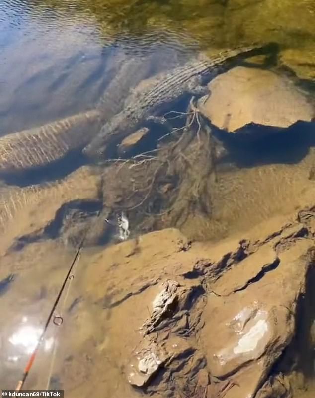 Fisherman Kody Duncan narrowly escaped an angry crocodile at Wujal Wujal Falls, north of Cairns, on Saturday after he baited it with his fishing rod (pictured)