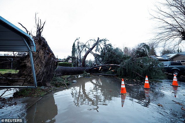 Trees have been uprooted during torrential California weather, but more are on the way