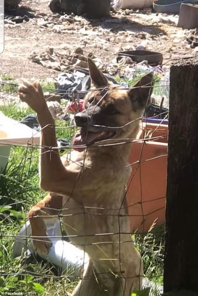 A group of angry neighbors are prepared to 'fight to the end' in their quest to shut down the Hooves, Feathers and Claws animal shelter (image of the shelter taken by a local resident and posted to Facebook)