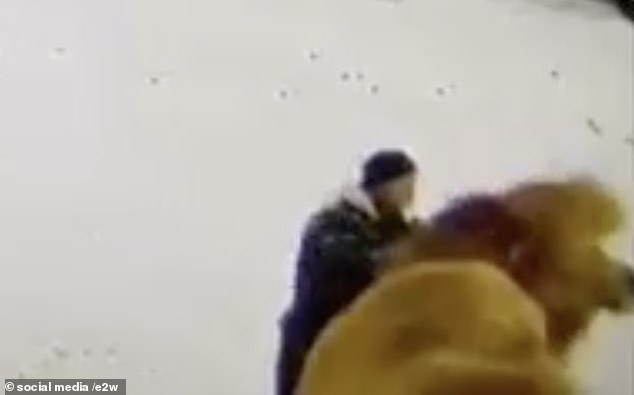 An angry camel bit and trampled a man to death at a children's holiday camp in Siberia, Russia.  A still image from a video of the incident shows the watchman, 51, beating the camel 