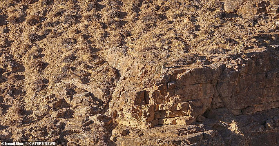 A rock outcrop in the Spiti region of Himachal Pradesh, India.  Can you spot the elusive snow leopard in this image?