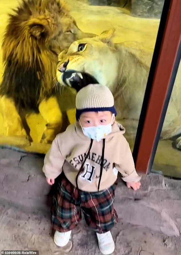 An adorable toddler is blissfully unaware that a ferocious lioness is desperately trying to eat him behind the glass of a zoo enclosure