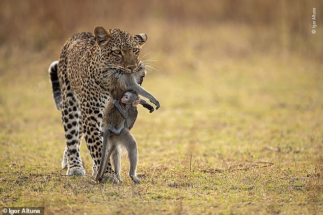 It's a stark image that shows how nature really is red with teeth and claws.  But a photograph published by the BBC of a leopard carrying a dead baboon in its jaws, while the baby primate clung to its carcass in terror, has upset the most sensitive among us.