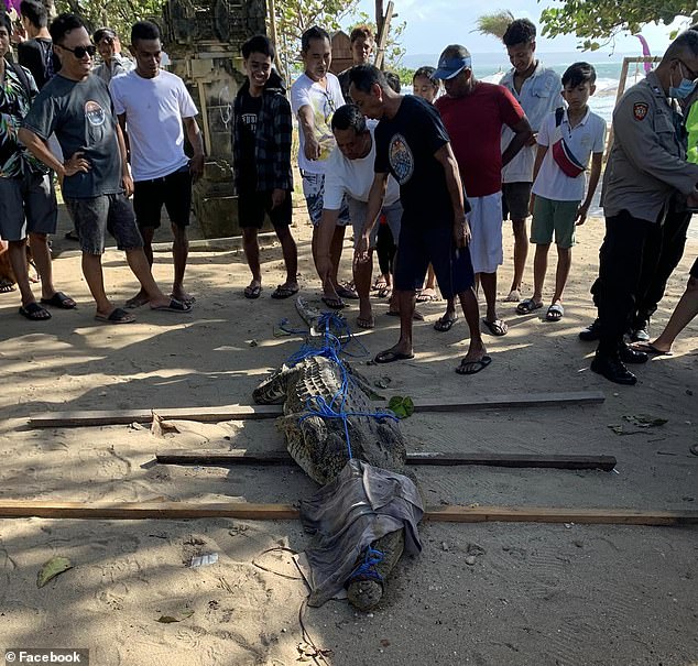 Although saltwater crocodiles are found off the west coast of Indonesia, predators typically stay away from beaches, preferring coastal areas with mangroves, swamps, and wide river mouths.