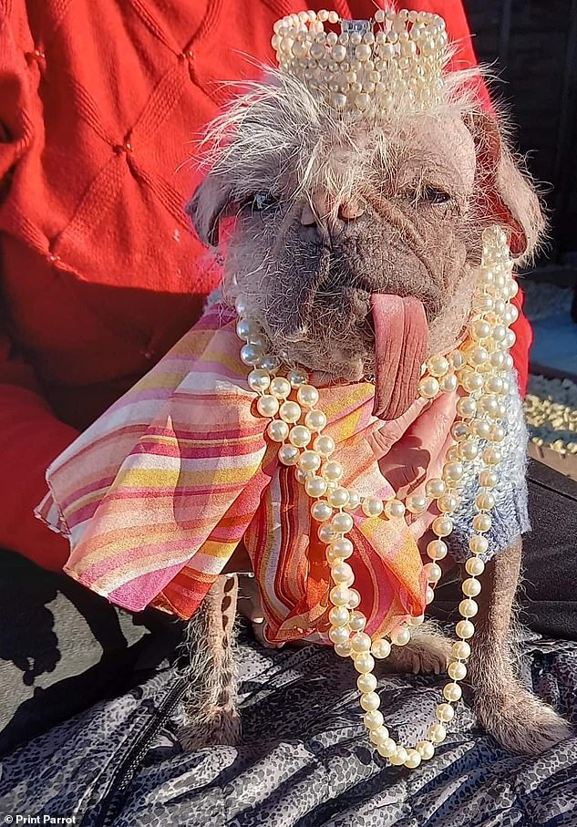 Peggy, a four-year-old Chinese crested pug mix, was adopted by Holly Middleton, from Leven, East Yorkshire, when she was just six months old, due to her 'quirky' appearance.  She is now competing to be crowned the ugliest bitch in the UK.