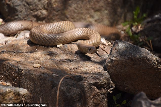 A father of two has died after being bitten by a snake at his home in Lockyer Valley, Queensland.