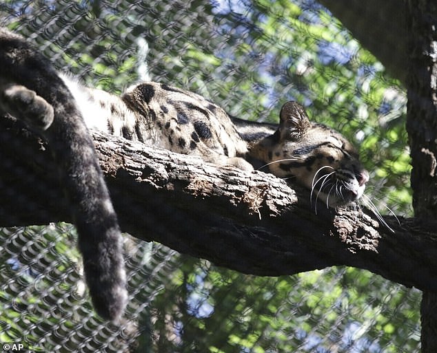 The search for Nova, the missing clouded leopard, shut down the Dallas Zoo as police helped search for the animal that officials described as non-dangerous.