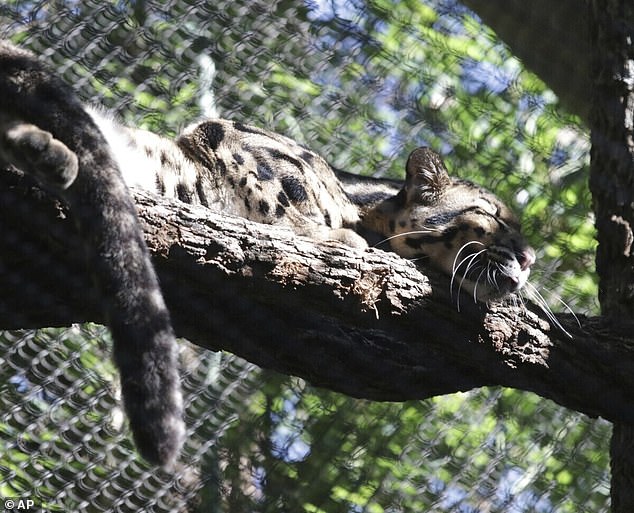 The search for the missing clouded leopard Nova shut down the Dallas Zoo on Friday when police helped search for the animal that officials described as non-dangerous and likely hiding somewhere on zoo grounds.