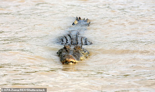 The man was collecting eggs along a river in the Northern Territory when the prehistoric reptile sneaked up on him and clamped its jaws into his leg (file image)