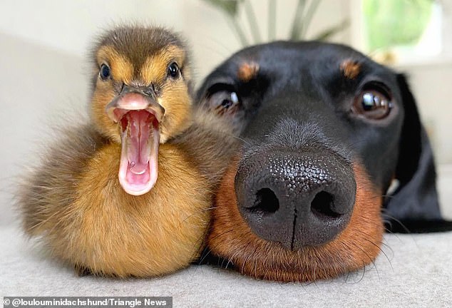 Do you ever find yourself scrolling through pictures of cats and dogs thinking 'It's so cute I could eat it'? (File photo of the Netherland's Eveline Smit's YouTube-famous daschund and a duck)