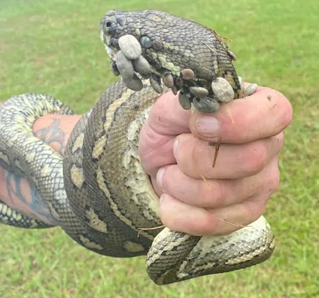 Rhianna Tannock, mother of two, found a snake with 30 ticks attached to its head (above) while walking in Byron Bay