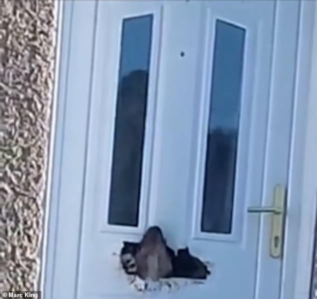 The locals stopped and watched as the hungry dog ​​made light work of the door frame.