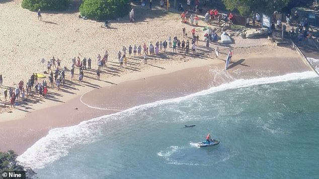 Hundreds of swimmers were pulled from the waters at Manly and Shelly Beach after a dolphin was attacked by a shark around 8am on Saturday (pictured)