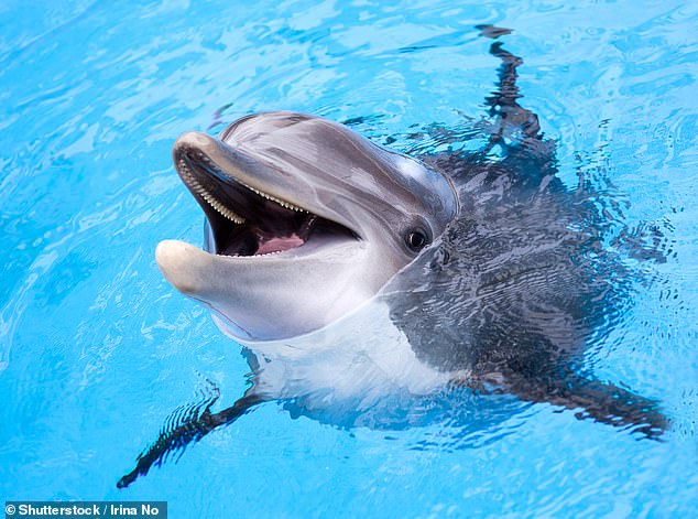 Dolphins have long been observed helping humans catch fish by diving as a signal to cast their nets.