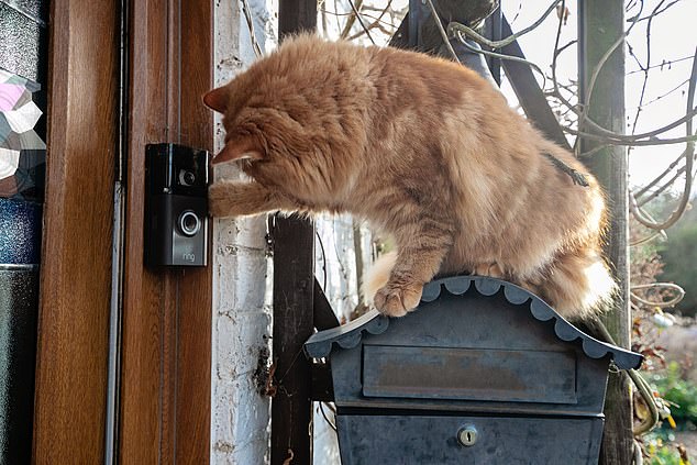 Izzy had scaled the wisteria arch and jumped into the mailbox, alerting the motion sensor of the owner Amanda De'ath's doorbell.