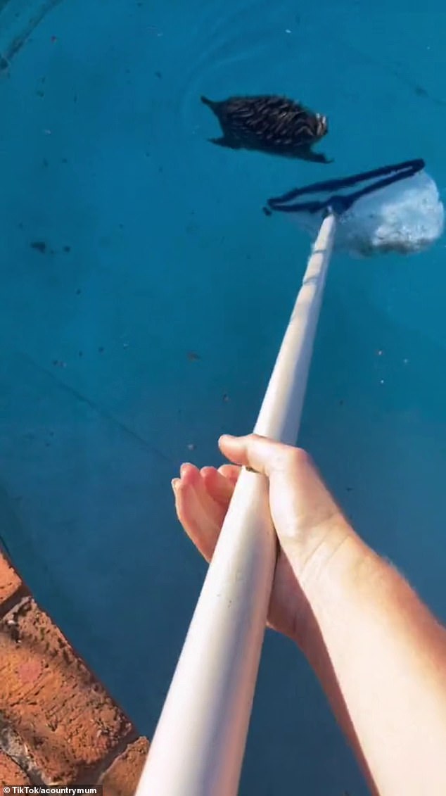 Shan Croc, 38, has been hailed a hero for rescuing a native Australian animal that was tottering out of a backyard pool with a pool shovel.