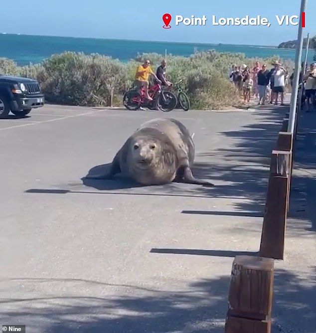 A massive elephant seal (pictured) plummeted around the Victorian resort town of Point Lonsdale on Friday afternoon as hundreds crowded in for a look.