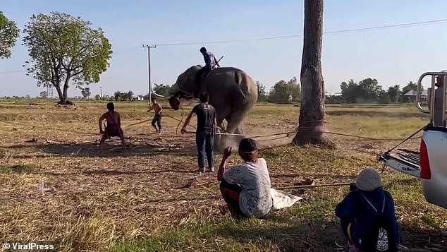 Disturbing footage showed the elephant tied up to a tree in Surin, North East Thailand and beaten with spears made of bamboo as a form of punishment for bad behaviour by four men who cannot control the animal