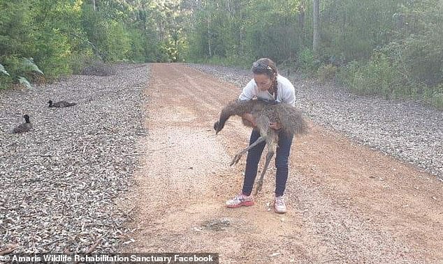 Volunteer wildlife keeper Leonie Burt found the five emu chicks scattered along and in the middle of a cul-de-sac.