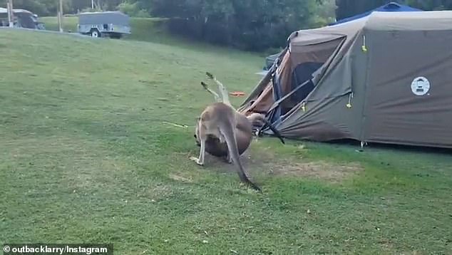 Two kangaroos caused mayhem after their fight (pictured) at the Trial Bay Gaol campsite on the north coast of New South Wales ended with the pair crashing into a sleeping family's tent.