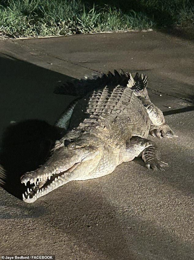 A 10-foot freshwater crocodile (pictured) has caused a commotion at the recently flooded Fitzroy Crossing in the early hours of Thursday.