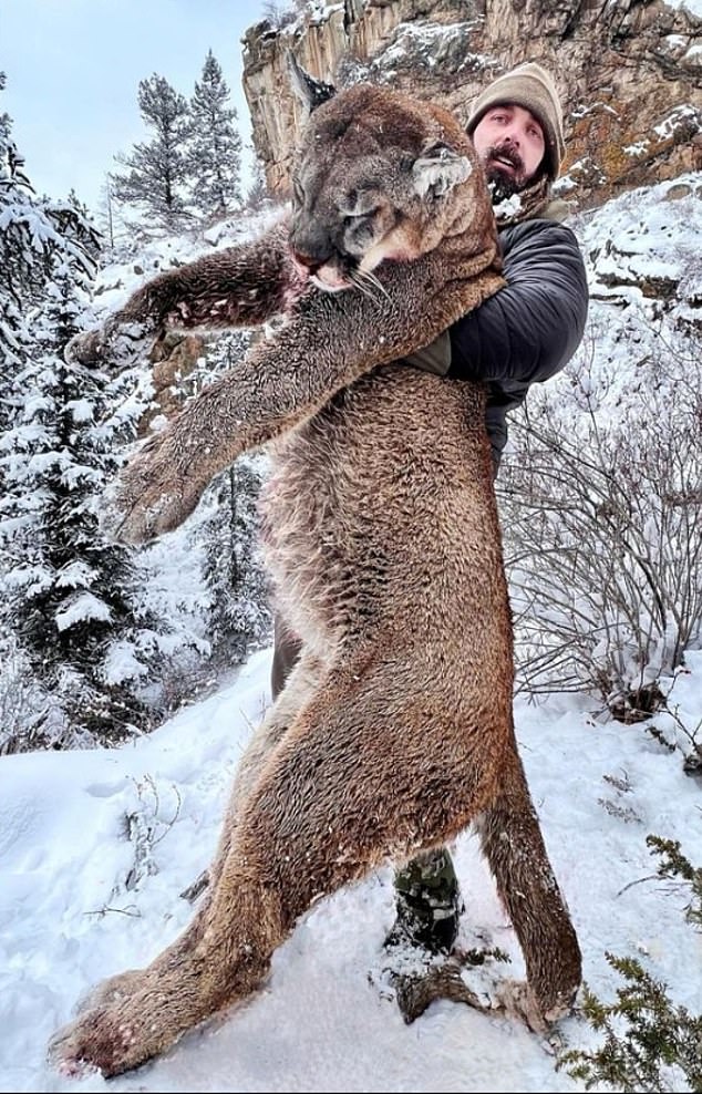 Derek Wolfe Claimed He Hunted And Killed A Huge Mountain Lion With A Bow And Arrow