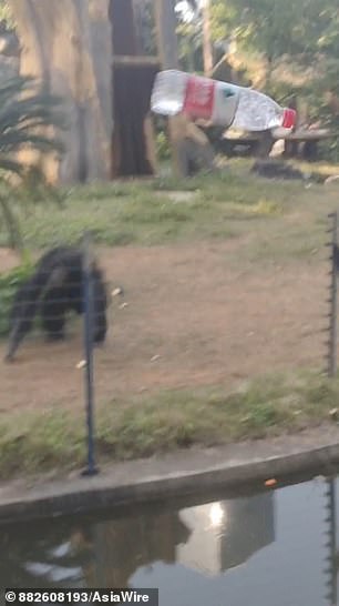 The video shows the chimpanzee in his enclosure at Nanning Zoo shortly before the attack jumping up and down before throwing the item