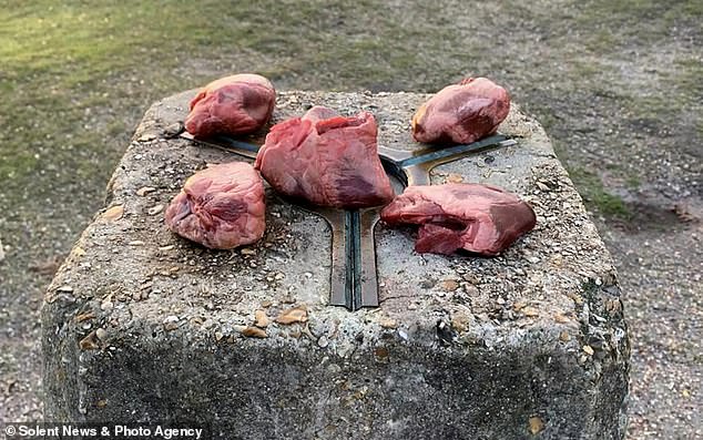 Five animal hearts surrounded by candles have been found in a beautiful spot on Stagbury Hill, New Forest, as part of an apparent occult ritual.