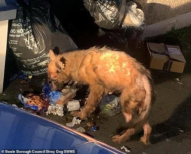 Heartbreaking footage showed what some thought was a fox scavenging for food in rubbish bags in Sheerness, Kent.