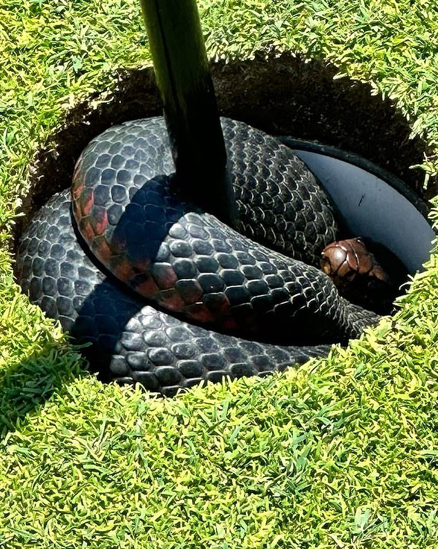 The four foot nope rope was being tucked into the top of the second hole at the popular Sydney golf course in order to escape the heat.