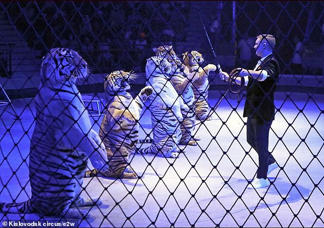 A Russian circus show has stopped after a fight between tigers broke out