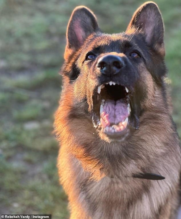 Protective?  Rebekah Vardy, 40, showed off her new dog baring her fangs after previously talking about getting a guard dog.