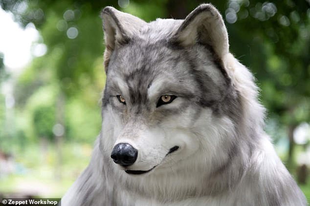 Japanese man spends £18,000 on 'ultra-realistic' wolf costume to fulfil his  dream