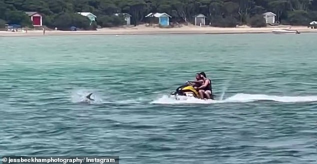 The sight of men driving two meters of the marine mammals (pictured) in Port Phillip Bay on Melbourne's Mornington Peninsula was posted on social media this week.