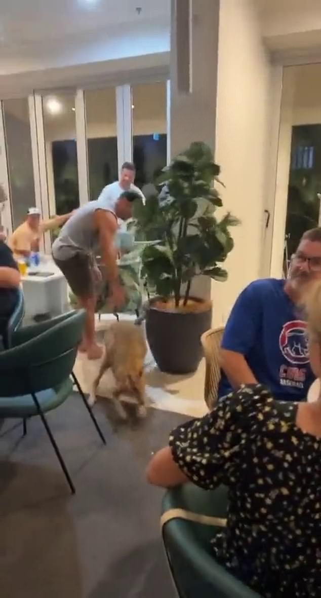 A mischievous kangaroo has had enough of the Queensland monsoon rain - caught on camera hopping around a bar on Hamilton Island in the Whitsundays