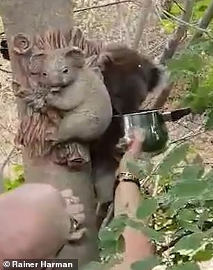 A tired koala (above) let an Adelaide family give him water after seeing they had another 'koala' in their backyard