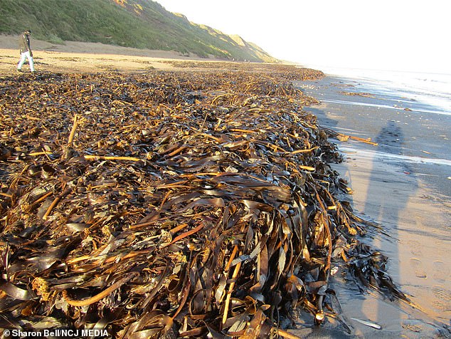 The mass death of thousands of crabs and lobsters off the UK coast may have been caused by a disease previously unknown to science, a new government report has found