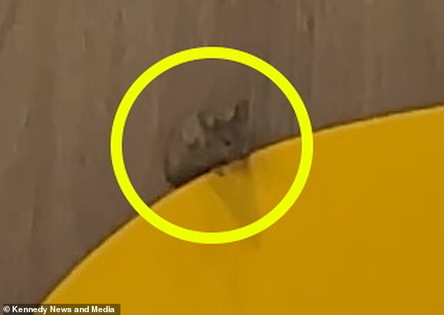 McScurry: The rodent was filmed crawling on a seat at the Tilbury branch of McDonald's, in Essex