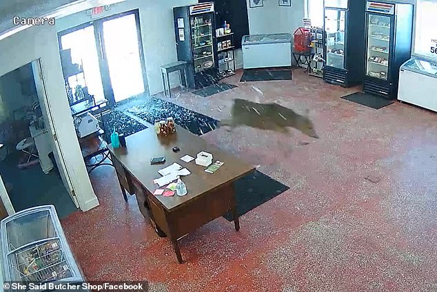 A deer crashed through the front door of the She Said Butcher Shop, the area's first female-owned butcher shop, in Moorhead, Minnesota, on Saturday at high speeds.