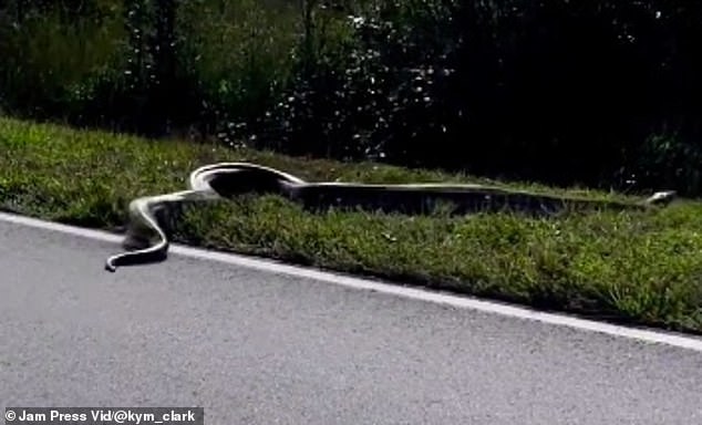 A huge 15 food Burmese python slithering down the road and into Everglades National Park in Florida