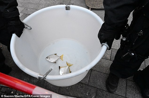 The local government said that nearly all of the fish that were inside at the time of the rupture died but 'a few fish at the bottom of the tank' were saved