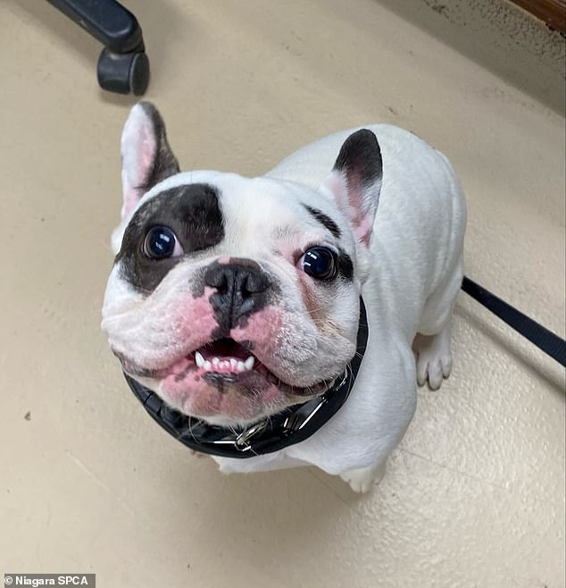 The Niagara SPCA in Niagara County is looking for a home for Ralphie, a rescued French bulldog who isn't exactly the 